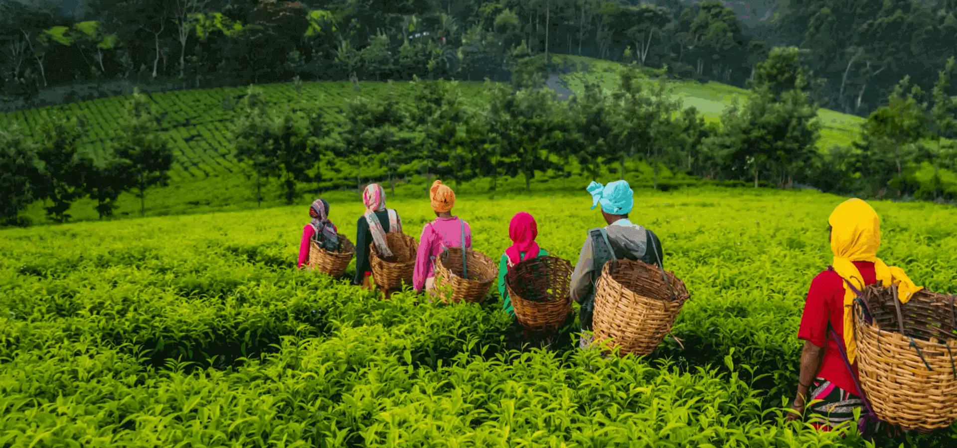 People harvesting tea in lush green field.